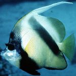 Marsa Alam Red Sea Bannerfish (Heniochus intermedius) School – Sambo Divers Red Sea