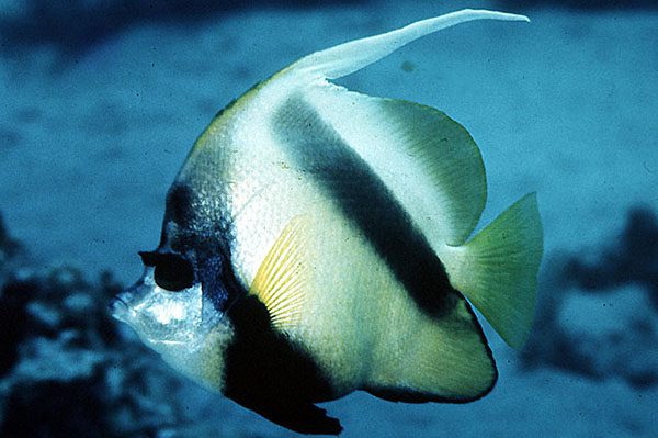 Marsa Alam Red Sea Bannerfish (Heniochus intermedius) School – Sambo Divers Red Sea