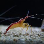 Marsa Alam Cleaner Shrimp (Lysmata amboinensis) Cleaning Station – Sambo Divers