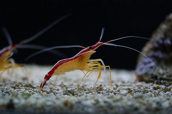Marsa Alam Cleaner Shrimp (Lysmata amboinensis) Cleaning Station – Sambo Divers