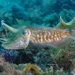 Marsa Alam Cuttlefish (Sepia spp.) Color Change – Sambo Divers Red Sea