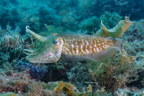 Marsa Alam Cuttlefish (Sepia spp.) Color Change – Sambo Divers Red Sea