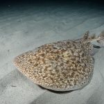 Marsa Alam Marbled Electric Ray (Torpedo sinuspersici) Underwater – Sambo Divers Red Sea
