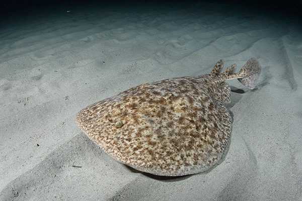 Marsa Alam Marbled Electric Ray (Torpedo sinuspersici) Underwater – Sambo Divers Red Sea
