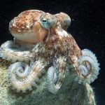 Marsa Alam Octopus (Octopus vulgaris) Camouflaged – Sambo Divers Red Sea