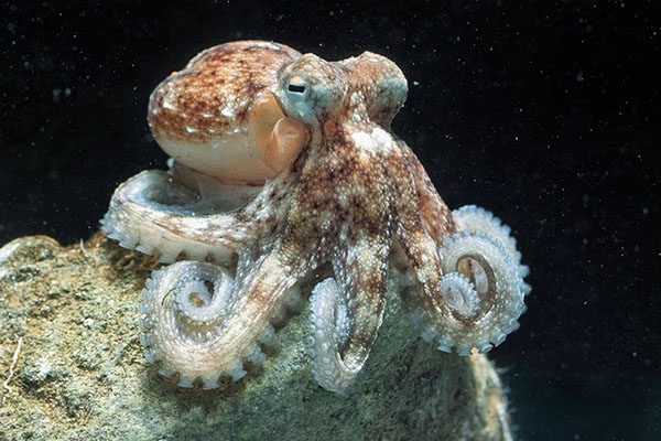 Marsa Alam Octopus (Octopus vulgaris) Camouflaged – Sambo Divers Red Sea