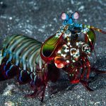 Marsa Alam Peacock Mantis Shrimp (Odontodactylus scyllarus) Vibrant – Sambo Divers Red Sea