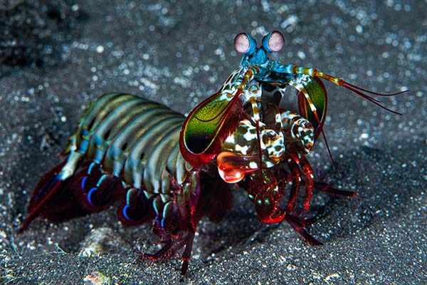 Marsa Alam Peacock Mantis Shrimp (Odontodactylus scyllarus) Vibrant – Sambo Divers Red Sea