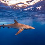 Marsa Alam Silky Shark (Carcharhinus falciformis) in Blue – Sambo Divers Red Sea
