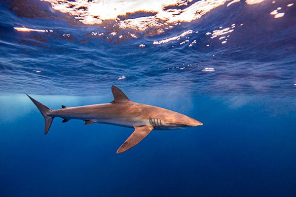 Marsa Alam Silky Shark (Carcharhinus falciformis) in Blue – Sambo Divers Red Sea