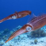 Marsa Alam Squid swimming near coral reef in the Red Sea, displaying iridescent colors