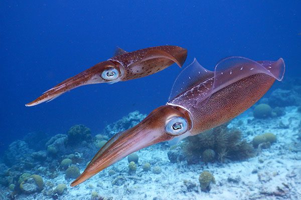 Marsa Alam Squid swimming near coral reef in the Red Sea, displaying iridescent colors