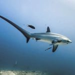 Marsa Alam Thresher Shark (Alopias spp.) Tail Fin – Sambo Divers Red Sea