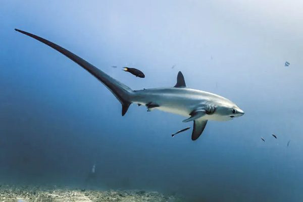 Marsa Alam Thresher Shark (Alopias spp.) Tail Fin β Sambo Divers Red Sea