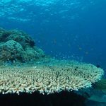 Marsa Alam Acropora Coral (Acropora spp.) Reef Ecosystem – Sambo Divers