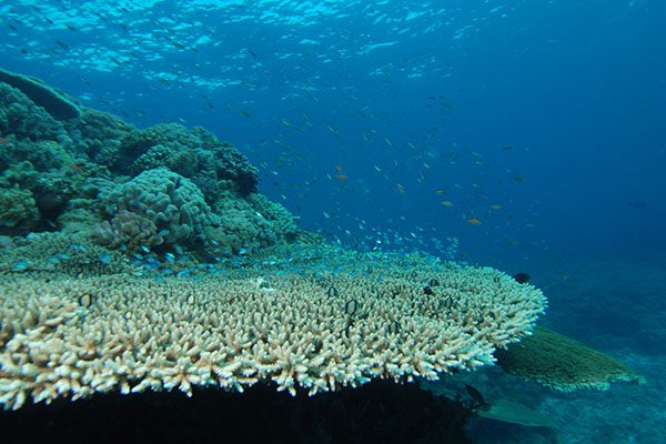 Marsa Alam Acropora Coral (Acropora spp.) Reef Ecosystem – Sambo Divers