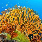 Marsa Alam Fire Coral (Millepora spp.) on Reef – Sambo Divers