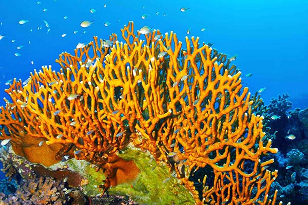 Marsa Alam Fire Coral (Millepora spp.) on Reef – Sambo Divers