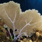 Marsa Alam Gorgonian Fan Coral (Subergorgia spp.) Deep Reef – Sambo Divers