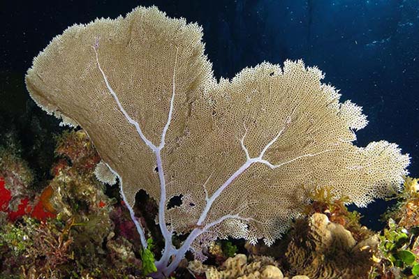 Marsa Alam Gorgonian Fan Coral (Subergorgia spp.) Deep Reef – Sambo Divers