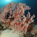 Marsa Alam Soft Coral (Dendronephthya spp.) Colorful Reef – Sambo Divers