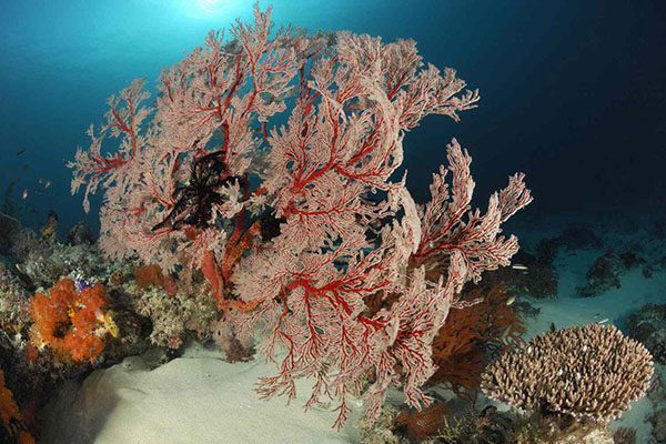 Marsa Alam Soft Coral (Dendronephthya spp.) Colorful Reef – Sambo Divers