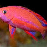 Marsa Alam Anthias (Pseudanthias squamipinnis) Reef Swarm – Sambo Divers