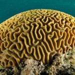 Marsa Alam Brain Coral (Platygyra spp.) Intricate Reef – Sambo Divers