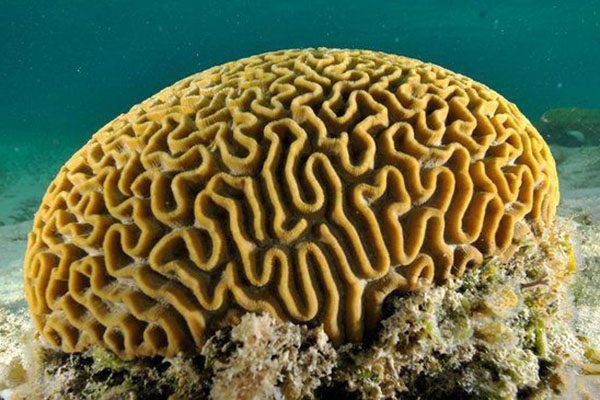 Marsa Alam Brain Coral (Platygyra spp.) Intricate Reef – Sambo Divers