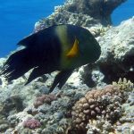 Marsa Alam Broomtail Wrasse (Cheilinus lunulatus) on Reef – Sambo Divers