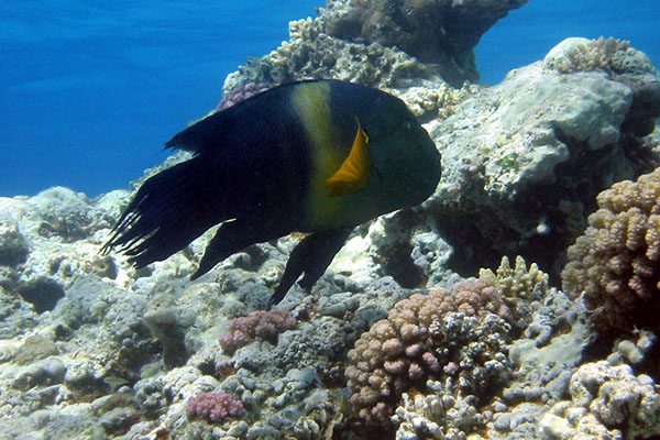 Marsa Alam Broomtail Wrasse (Cheilinus lunulatus) on Reef – Sambo Divers