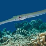 Marsa Alam Cornetfish (Fistularia commersonii) Camouflaged – Sambo Divers