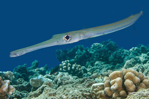 Marsa Alam Cornetfish (Fistularia commersonii) Camouflaged – Sambo Divers