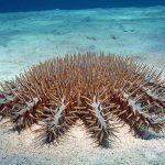 Marsa Alam Crown-of-Thorns Starfish (Acanthaster planci) on Coral – Sambo Divers