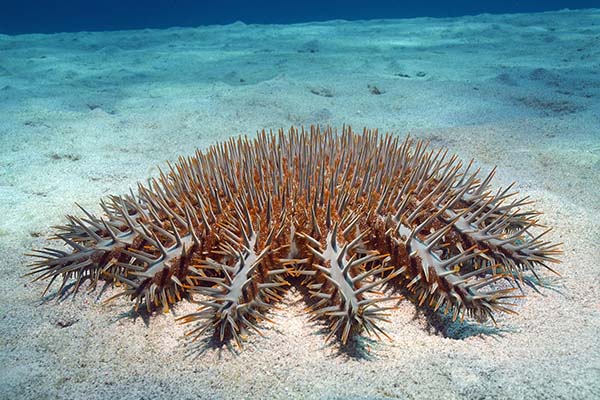 Marsa Alam Crown-of-Thorns Starfish (Acanthaster planci) on Coral – Sambo Divers