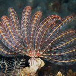 Marsa Alam Feather Star (Crinoids) Perched on Coral – Sambo Divers