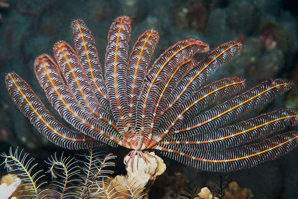 Marsa Alam Feather Star (Crinoids) Perched on Coral – Sambo Divers