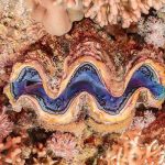 Marsa Alam Giant Clam (Tridacna spp.) Vibrant Mantle – Sambo Divers