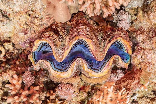 Marsa Alam Giant Clam (Tridacna spp.) Vibrant Mantle – Sambo Divers