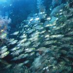 Marsa Alam Glassfish (Parapriacanthus spp.) Schooling in Cave – Sambo Divers