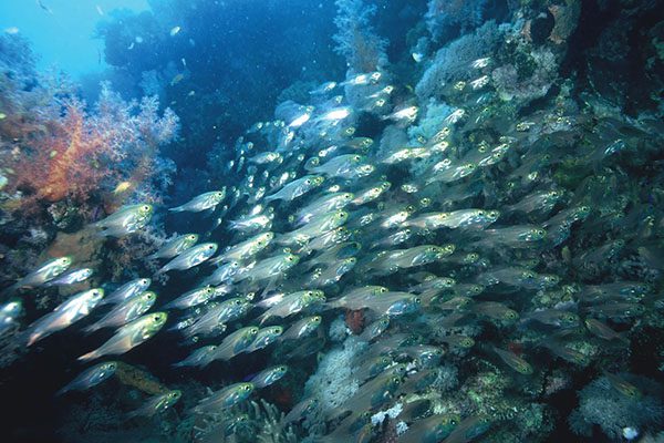 Marsa Alam Glassfish (Parapriacanthus spp.) Schooling in Cave – Sambo Divers