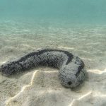 Marsa Alam Sea Cucumber (Holothuroidea) on Sand – Sambo