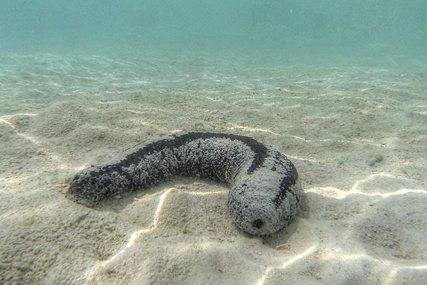 Marsa Alam Sea Cucumber (Holothuroidea) on Sand – Sambo