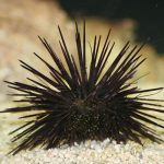 Marsa Alam Sea Urchin (Diadema spp.) on Reef – Sambo Divers