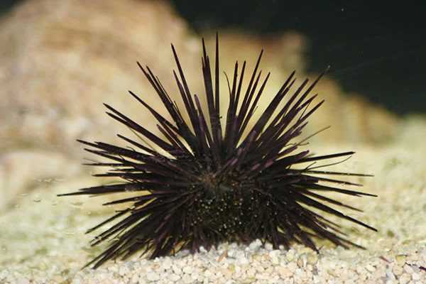 Marsa Alam Sea Urchin (Diadema spp.) on Reef – Sambo Divers