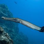 Marsa Alam Trumpetfish (Aulostomus chinensis) Camouflage – Sambo Divers