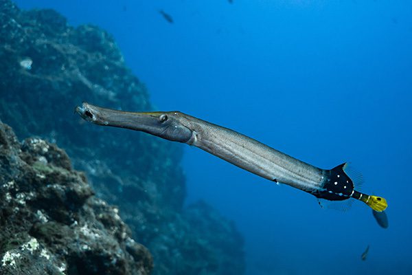 Marsa Alam Trumpetfish (Aulostomus chinensis) Camouflage – Sambo Divers