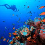 Divers drift along the vibrant walls of Elphinstone Reef, one of the top 10 dive sites in Marsa Alam.