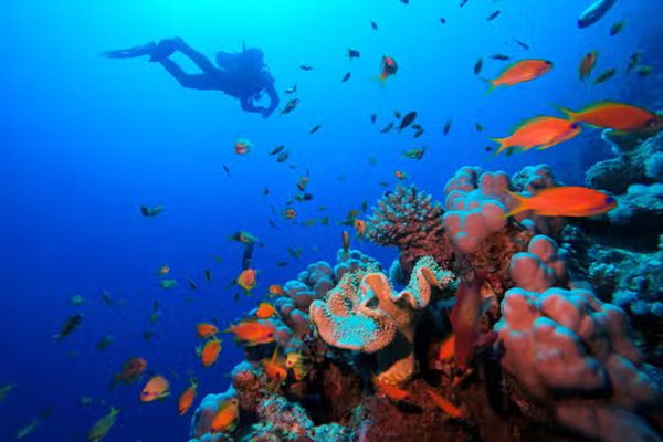 Divers drift along the vibrant walls of Elphinstone Reef, one of the top 10 dive sites in Marsa Alam.