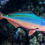 Marsa Alam Fusiliers (Caesio spp.) School on Reef Wall – Sambo Divers